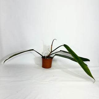 Z-4430 - Philodendron bicolor (Non-TC)