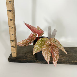 Begonia 'Snow Capped' (Variegated) [#1510]