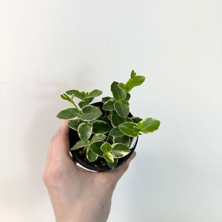 Hoya cumingiana albo-marginata [#1660]