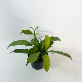 Hoya occultata "Splash" [#2422]