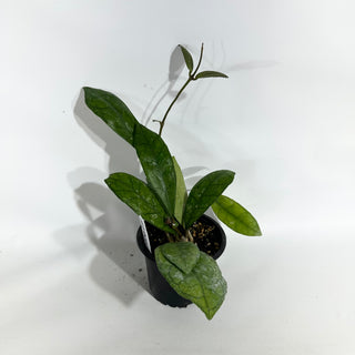Hoya finlaysonii ‘Alesia’ [#1946]