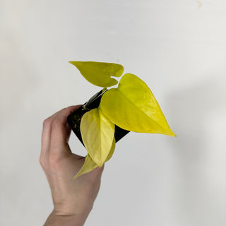 Z-4538 - Epipremnum aureum 'Champs-Élysées'