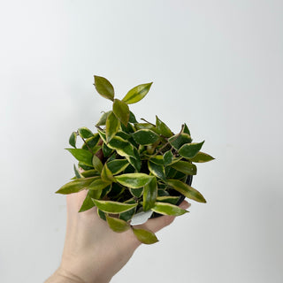 Hoya bakoensis (outer-variegated) [#2342]