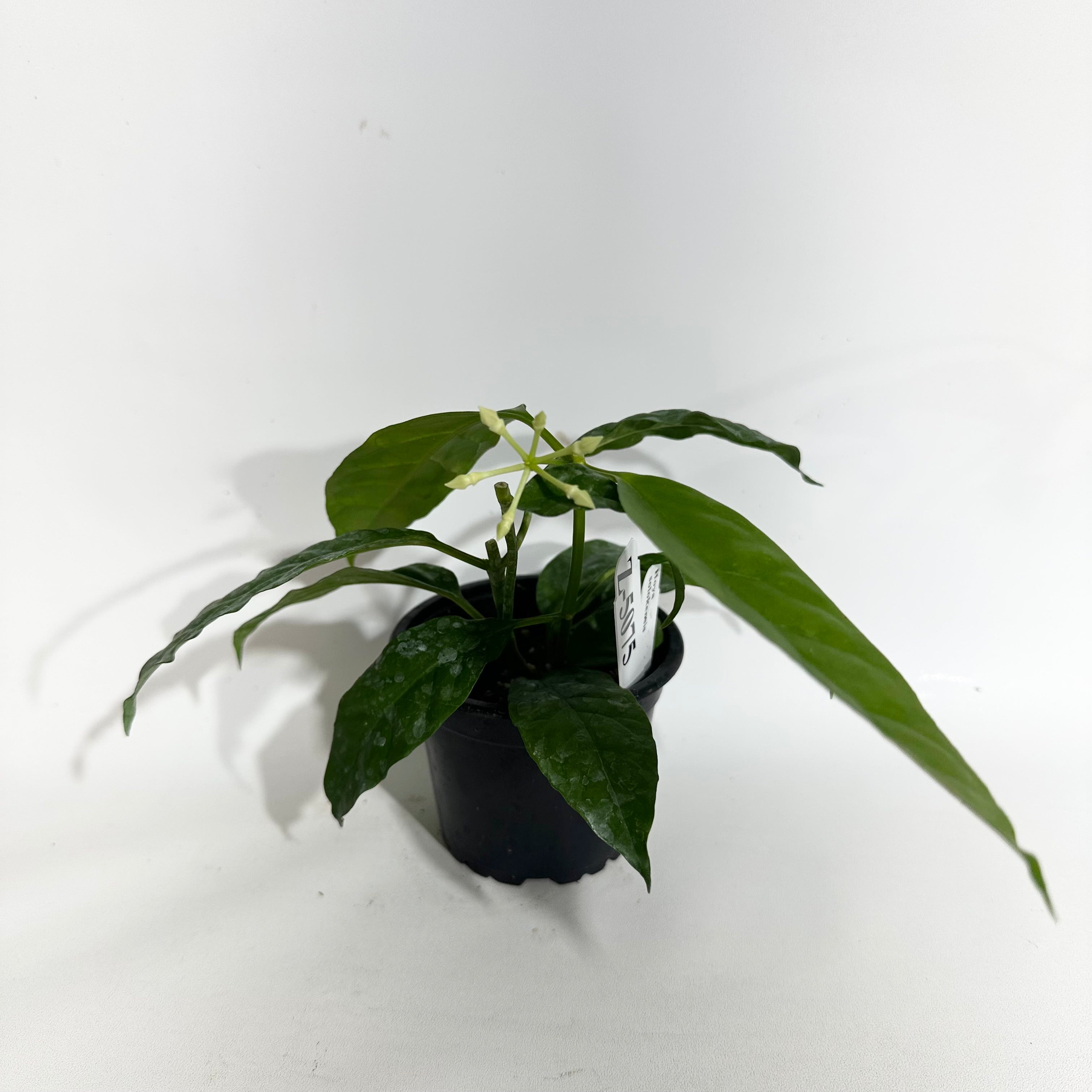 Z-5075 - Hoya solokensis – Steve's Leaves