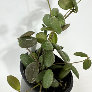 Hoya sp. GPS-7240 [#2410]