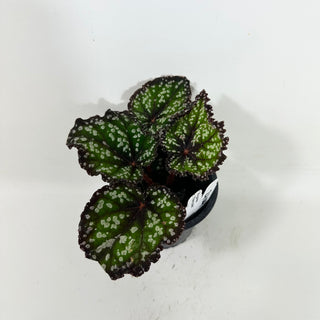 Begonia 'Fairytale' [#2104]