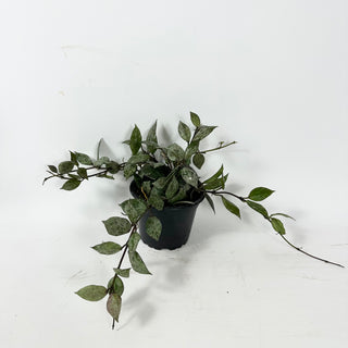 Hoya lacunosa Black Aurora [#2331]