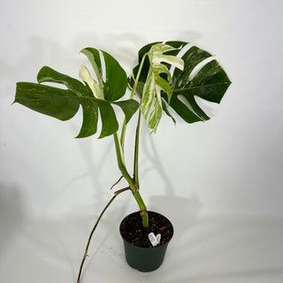 Monstera deliciosa var. borsigiana albo-variegata [#1312]