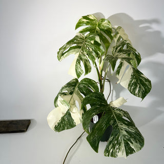 Z-5308 - Monstera deliciosa var. borsigiana albo-variegata