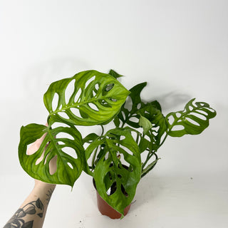 Monstera esqueleto [#2345]