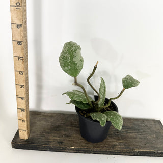 Hoya waymaniae 'Cloudy Sky' [#2367]