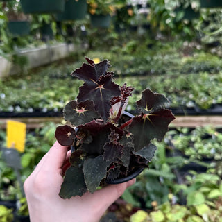 Begonia 'Black Fancy'