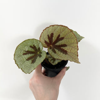 Begonia lanternaria [#2488]