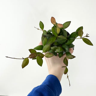 Hoya sp. aff. burtoniae (variegated) [#1619]