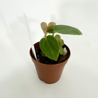 Z-4544 - Anthurium forgetii/'Ace of Spades' x 'Arnold Schwarzenegger' - 2 Seedlings