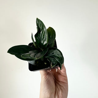 Scindapsus treubii (Dark Form) variegata [#2050]