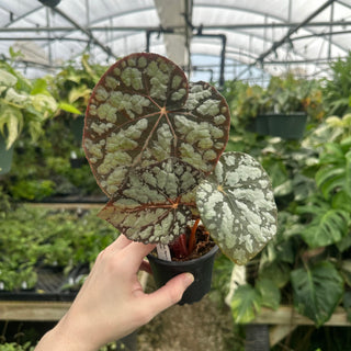 Begonia 'Steve's Leaves Frostbite'