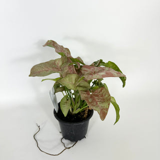 Syngonium podophyllum 'Pink Anya' [#2170]