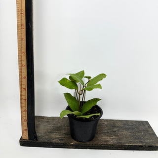 Hoya 'Patricia' [#1634]