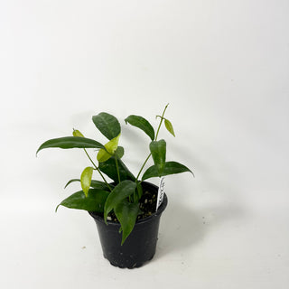 Hoya megalantha [#2021]