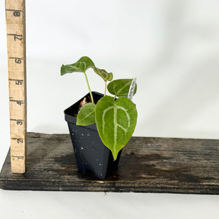 Anthurium magnificum/‘Silver Blush' x 'Arnold Schwarzenegger' [#1677]
