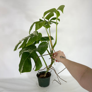 Monstera deliciosa var. borsigiana albo-variegata [#1110]