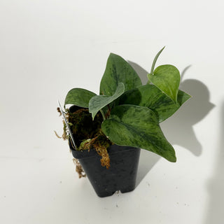 Z-5349 - Scindapsus pictus 'Green Army'