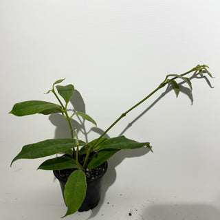 Z-5352 - Hoya kapuasensis