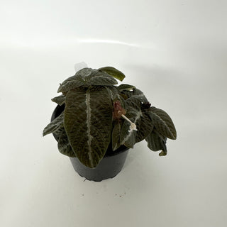 Chamaeranthemum sp.