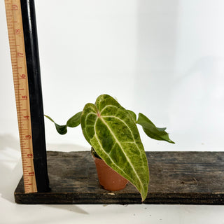 Anthurium 'Arnold Schwarzenegger' x 'Chuck Norris' - Seedling [#1991]
