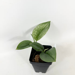 Z-5372 - Scindapsus treubii variegata