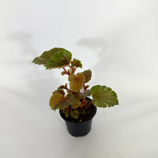 Z-4545 - Begonia cucullata (variegated)