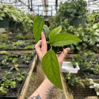 Monstera barrieri
