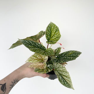 Begonia 'Snow Capped' (Variegated) [#2048]
