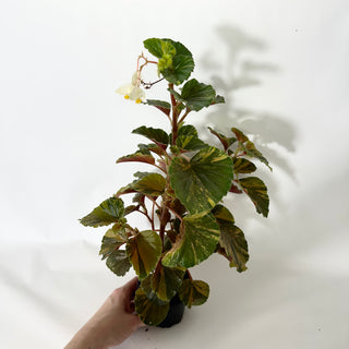 Begonia cucullata (variegated) [#1472]