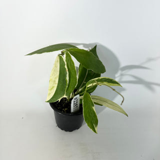 Hoya pimenteliana (outer variegated) [#2257]