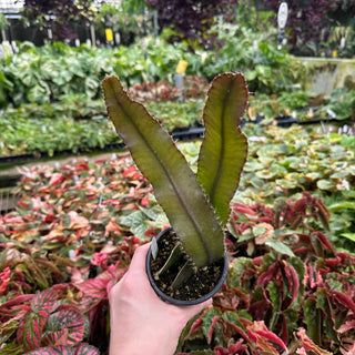 Strophocactus wittii