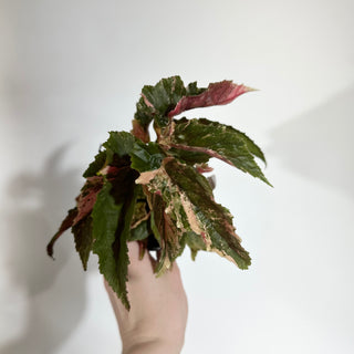 Begonia 'Ginny Galaxy' [#1887]