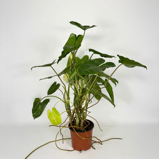 Philodendron 'Burle Marx' variegated [#2115]