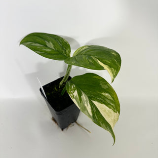 Z-4689 - Monstera lechleriana variegated