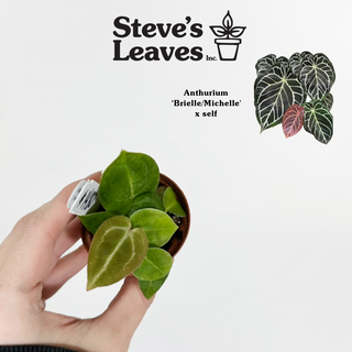 Anthurium 'Brielle'/'Michelle' x self - 2 Seedlings [#1480]