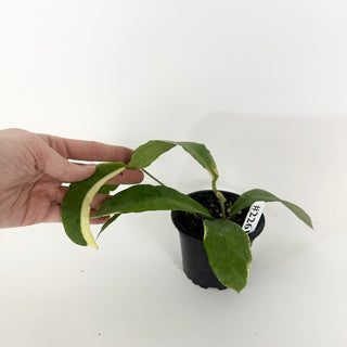 Hoya pimenteliana (outer variegated) [#2261]