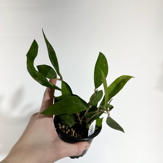Hoya ruthiae [#1912]