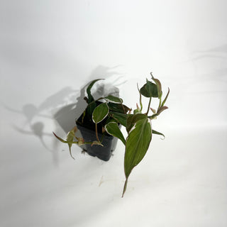 Z-5012 - Philodendron hederaceum ‘Micans Halo’