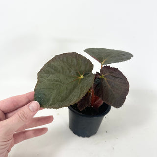 Begonia 'Steve's Leaves Black Hole Sun' [#1926]