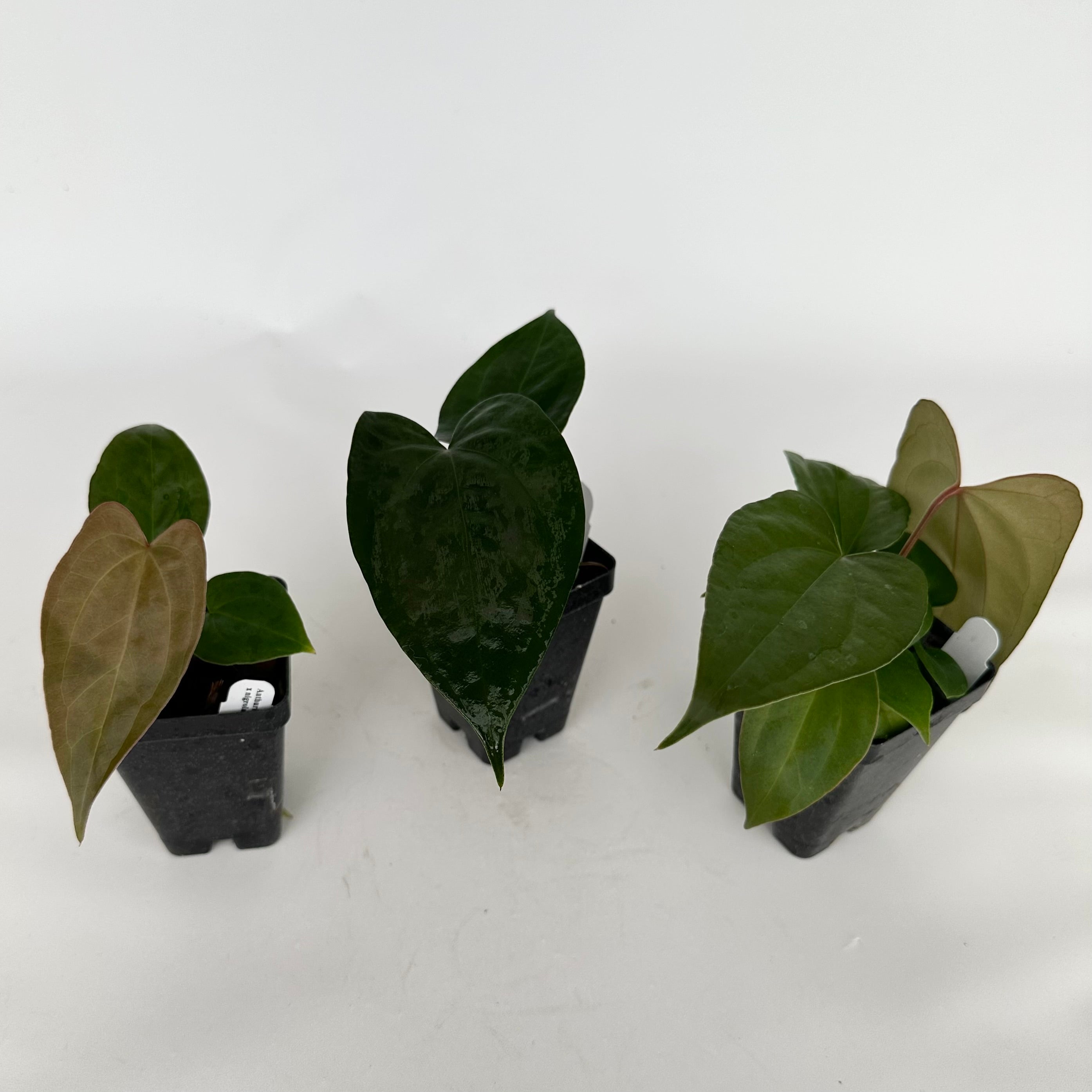 anthurium nega Anthurium 'Not The Mama'/forgetii x nigrolaminum 'Gigi'