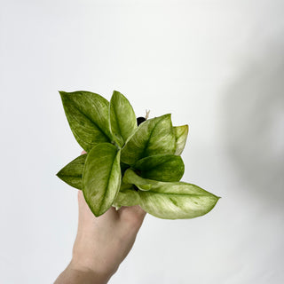 Z-4770 - Scindapsus treubii 'Moonlight Mint'