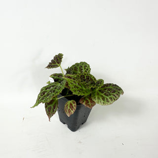 Begonia dracopelta (dark form) [#2465]