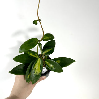 Hoya verticillata 'Suet Jade' [#2175]