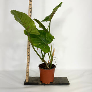Z-4680 - Philodendron subhastatum (Non-TC)